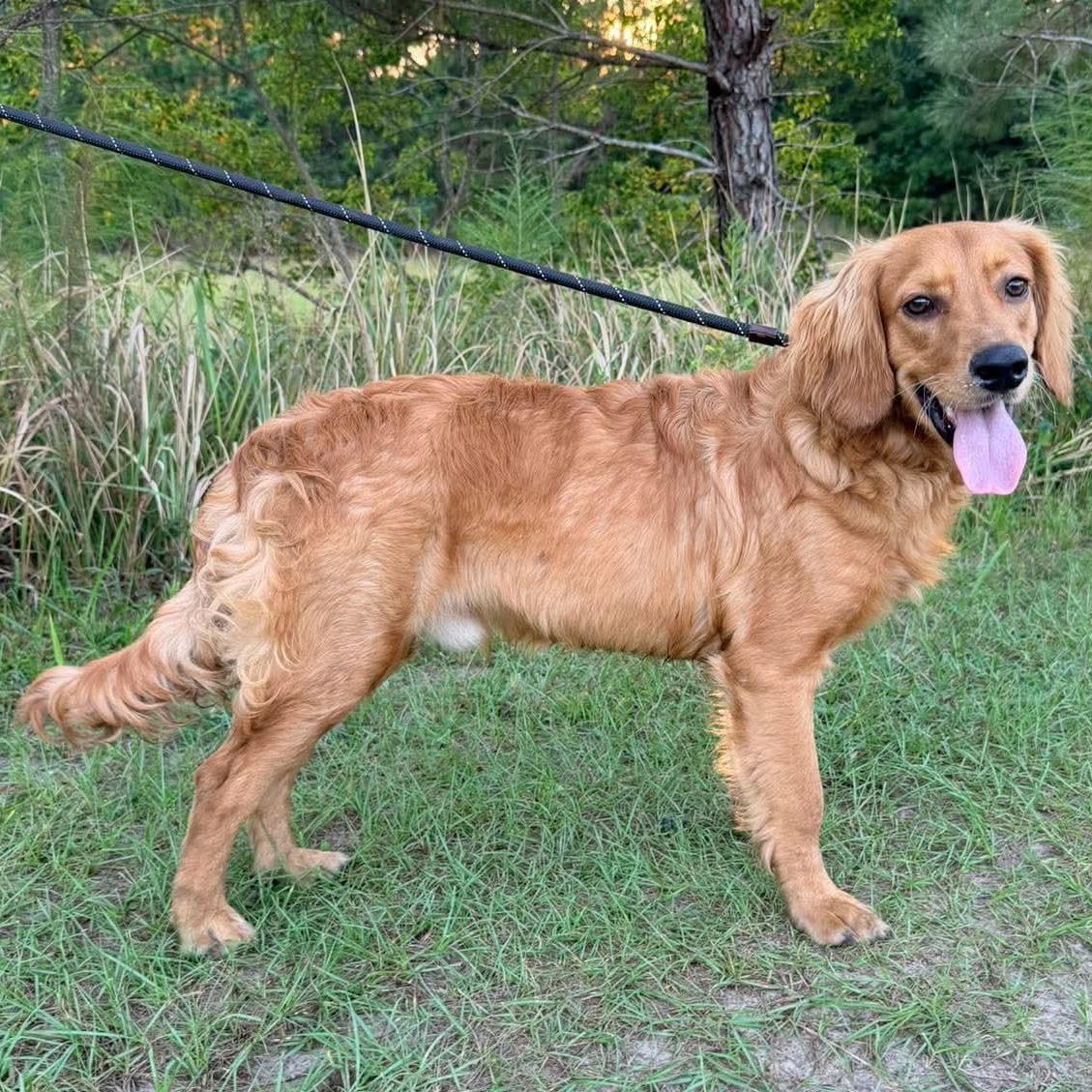 Enlarge Waffles, a Adopted mixed breed in Jackson, MI image 5/6