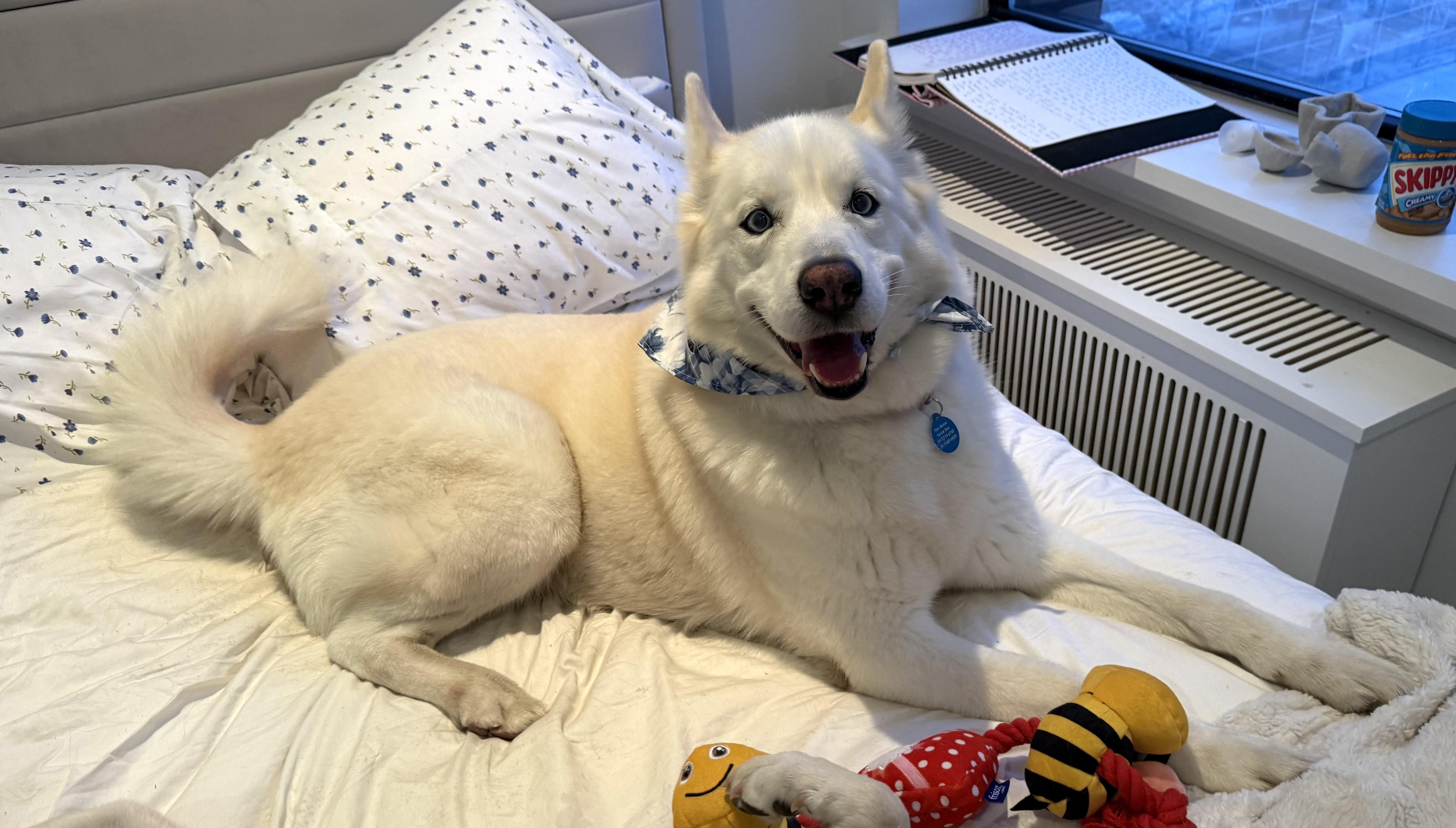 Enlarge Romeo, an adopted mixed breed in Brooklyn, NY image 5/6