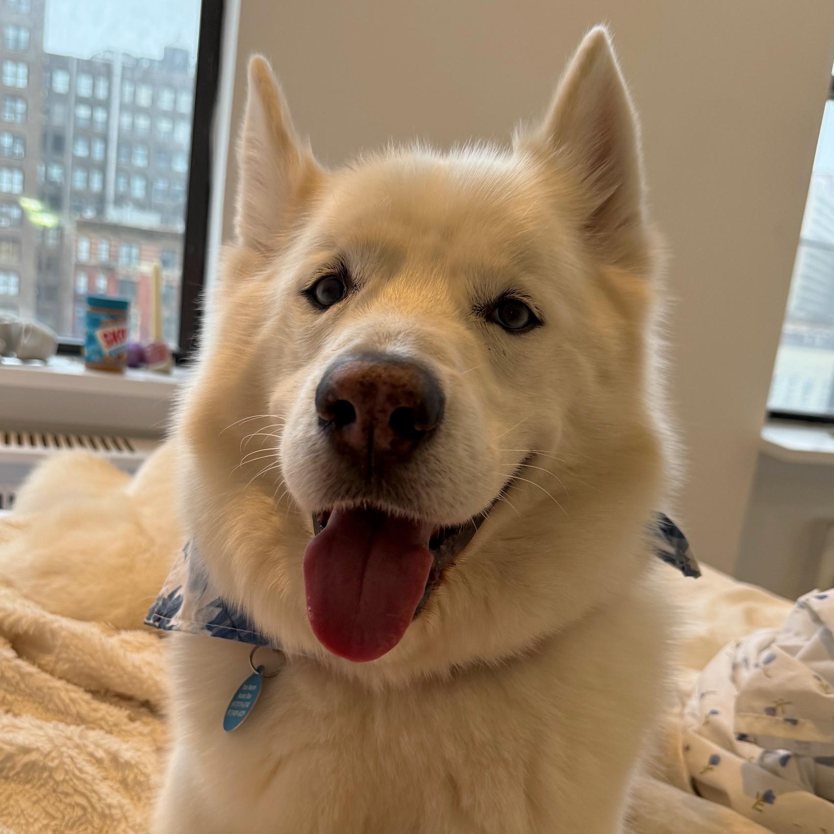 Romeo, adopted, Adult Male Siberian Husky.