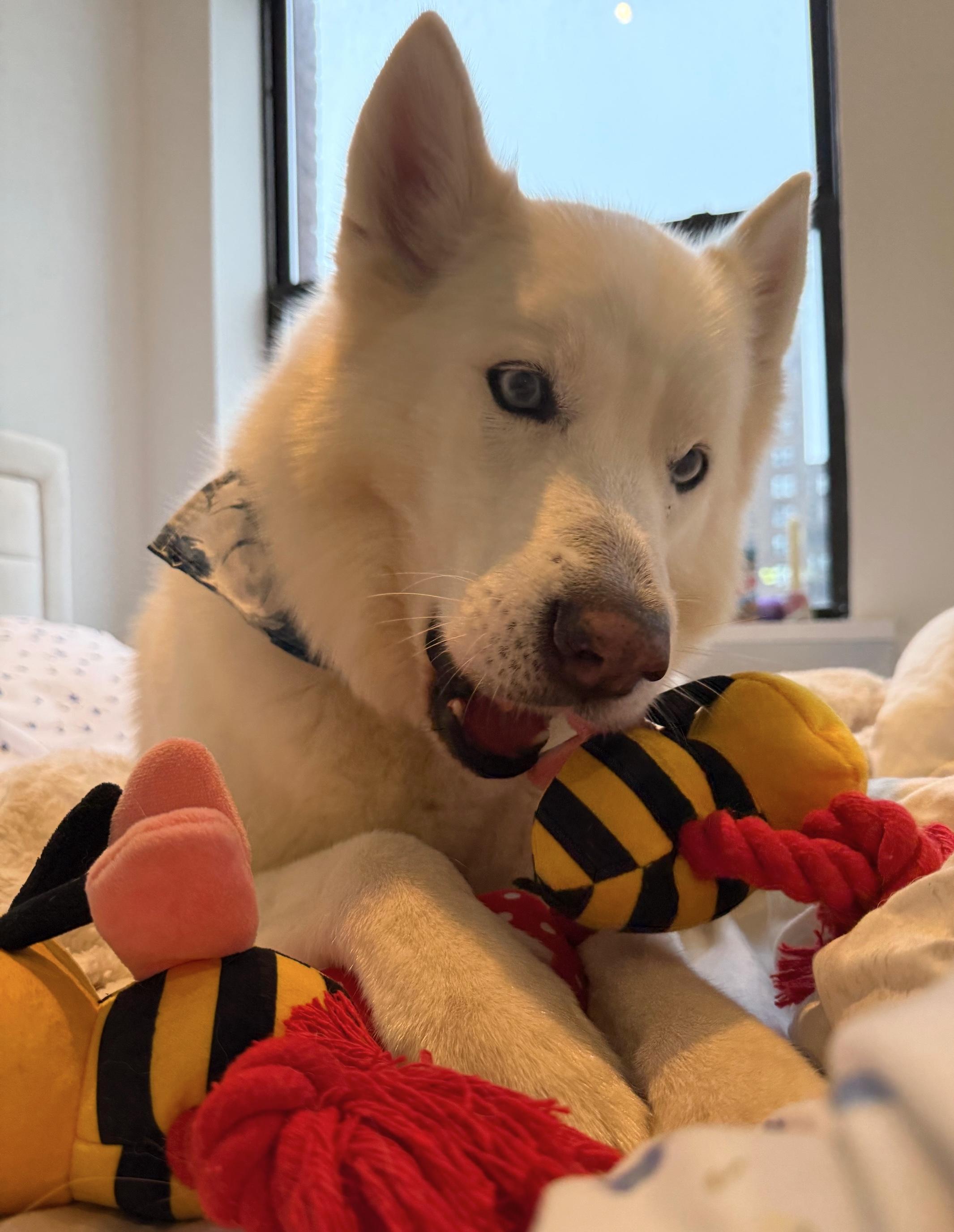 Enlarge Romeo, an adopted mixed breed in Brooklyn, NY image 2/6