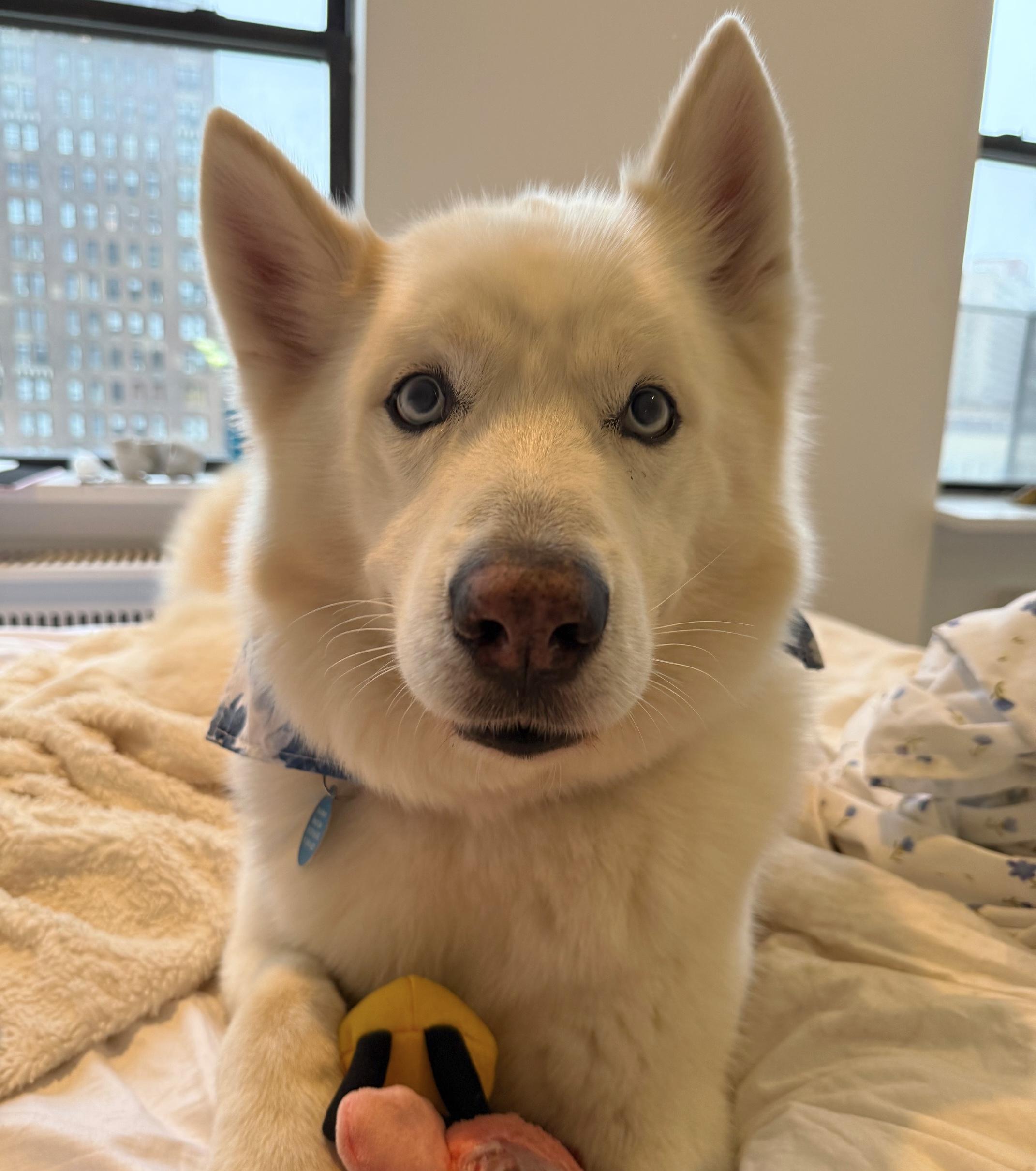 Enlarge Romeo, an adopted mixed breed in Brooklyn, NY image 4/6