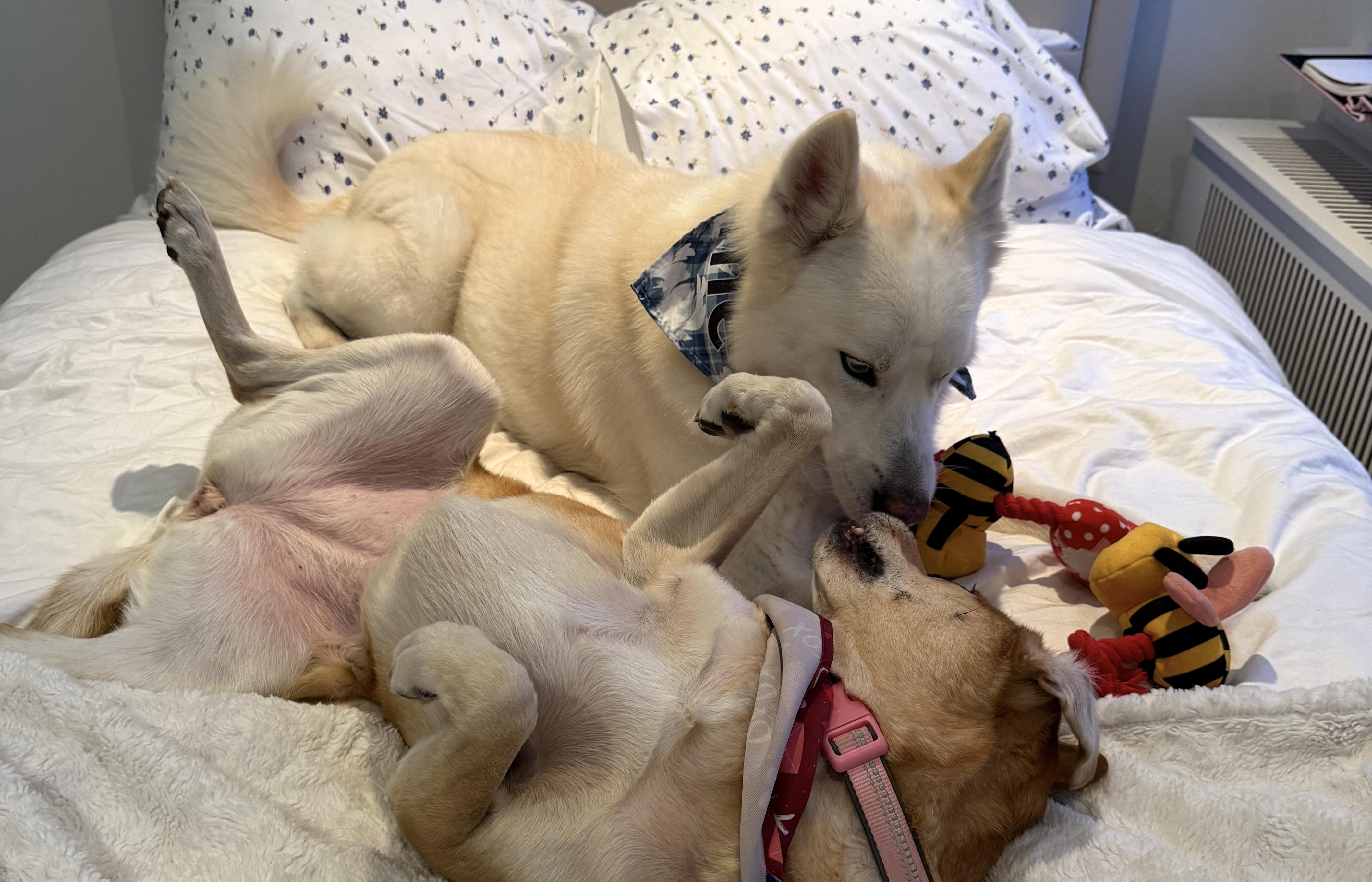 Enlarge Romeo, an adopted mixed breed in Brooklyn, NY image 3/6