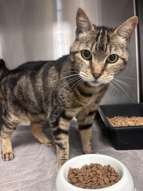 GALADRIEL, Adoptable, Adult Female Domestic Short Hair.