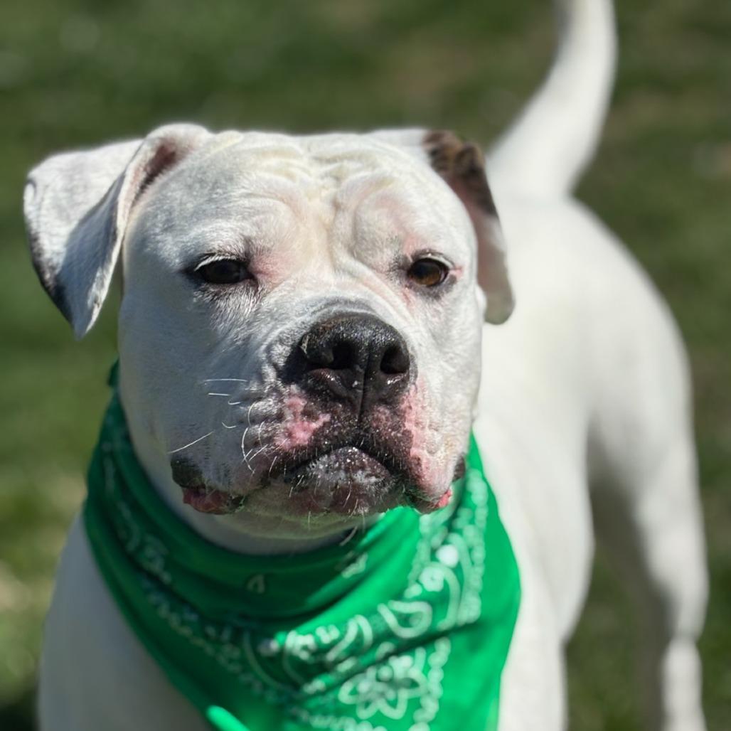 Enlarge Belle, a Adoptable Mixed Breed in Medford, OR image 2/3