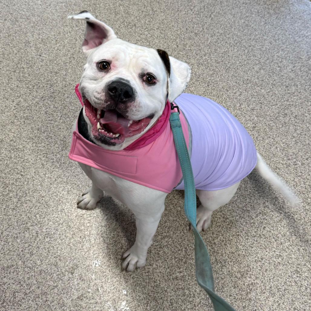 Enlarge Belle, a Adoptable Mixed Breed in Medford, OR image 3/3