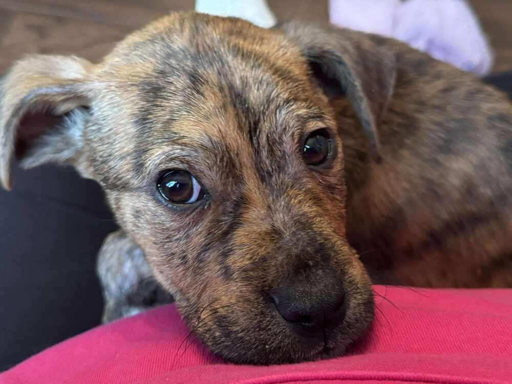 Crawford (Kim & Crawford), Adoptable, Puppy Male Boxer.