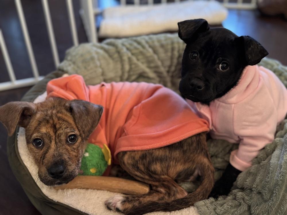 Enlarge Crawford (Kim & Crawford), a Adoptable mixed breed in New Albany, OH image 2/2