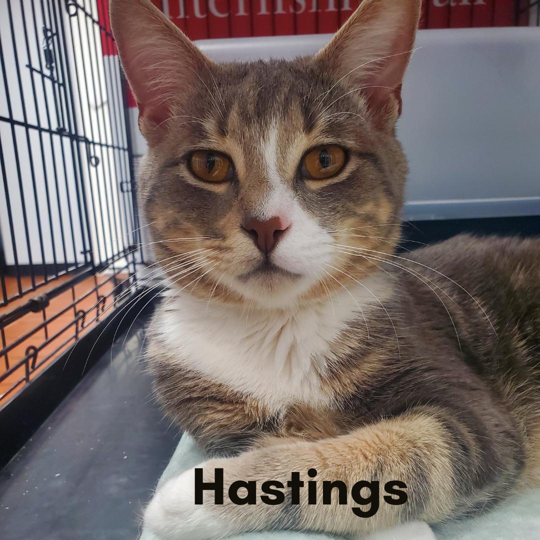 Hastings, adopted, Young Male Domestic Short Hair.