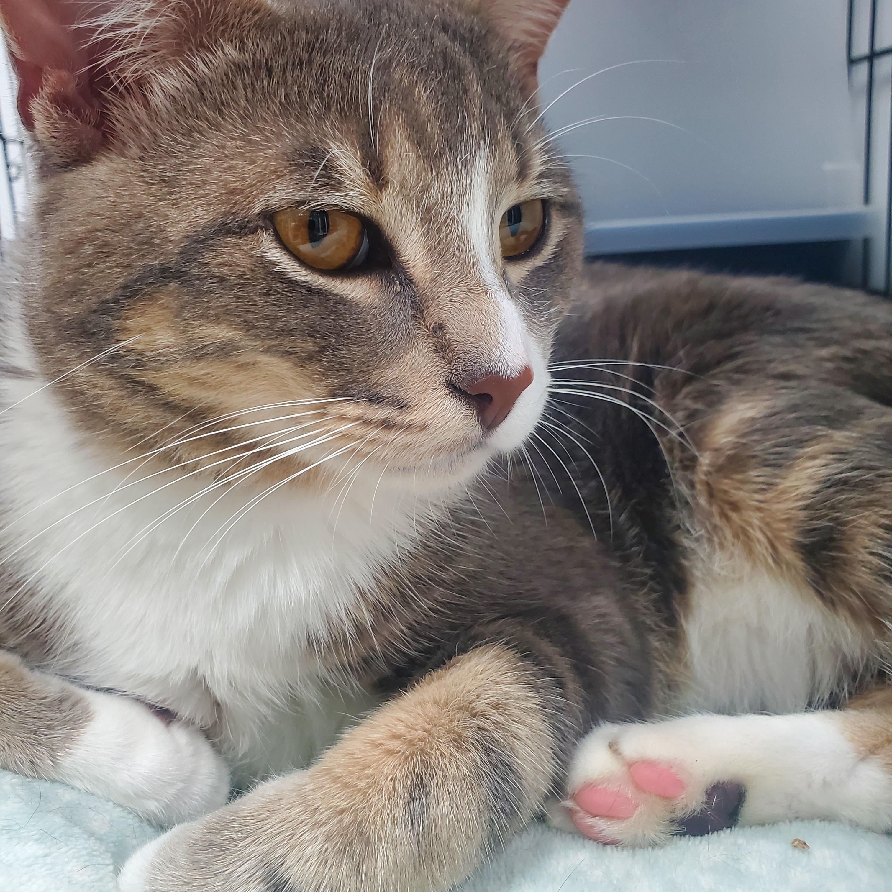 Hastings, an adopted Domestic Short Hair in New Haven, CT image 2/3