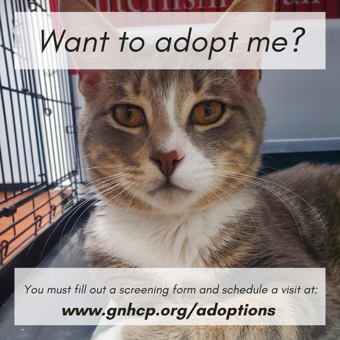 Hastings, an adopted Domestic Short Hair in New Haven, CT image 3/3