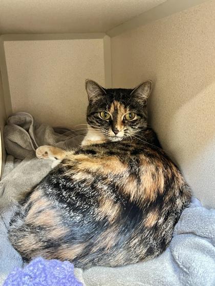Butterscotch, Adoptable, Adult Female Domestic Short Hair & Domestic Short Hair.