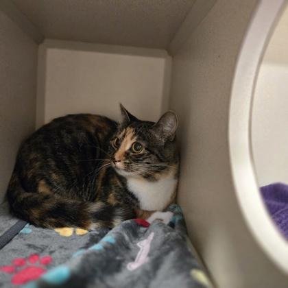 Butterscotch, Adoptable, Adult Female Domestic Short Hair & Domestic Short Hair.
