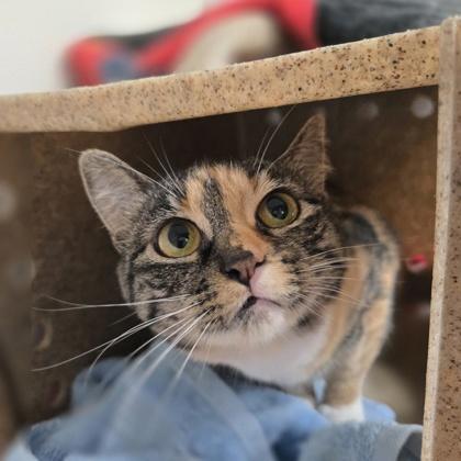 Enlarge Butterscotch, a Adoptable mixed breed in New Hope, PA image 2/2