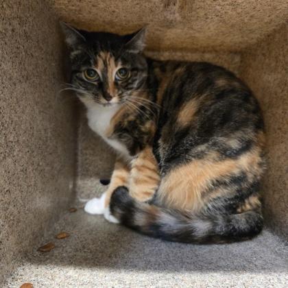 Butterscotch, a Adoptable mixed breed in New Hope, PA image 2/3
