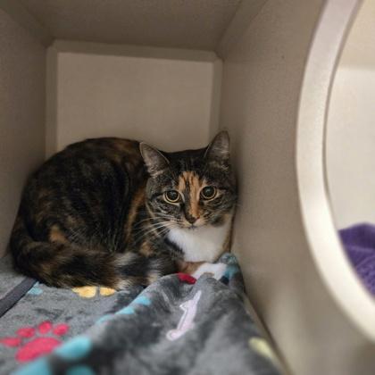 Butterscotch, a Adoptable mixed breed in New Hope, PA image 3/3