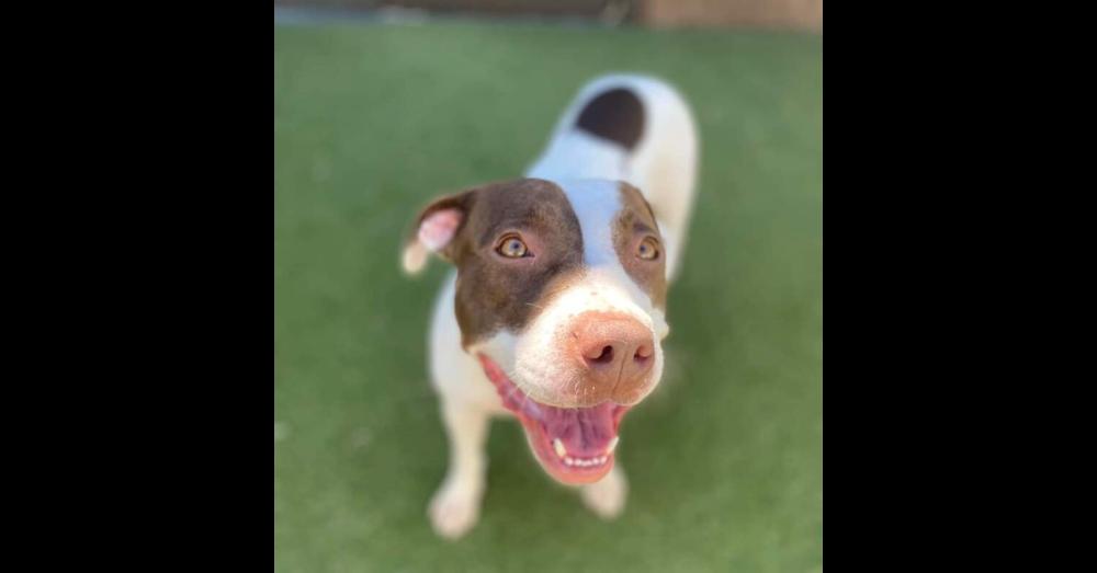 Mia, Adoptable, Adult Female Pointer & American Bulldog.