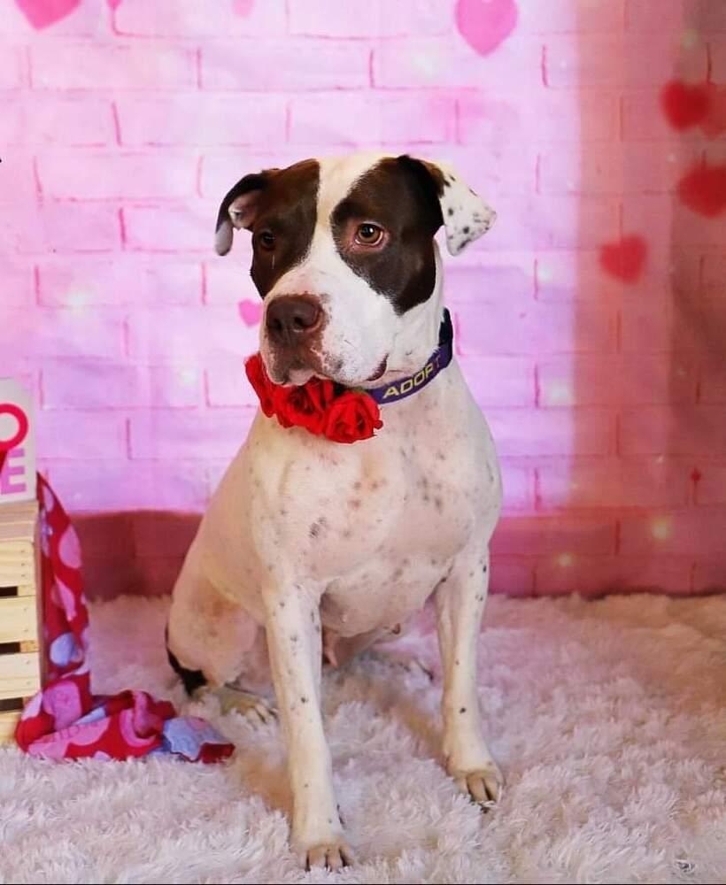 Enlarge Mia, a Adoptable mixed breed in Youngsville, NC image 2/6