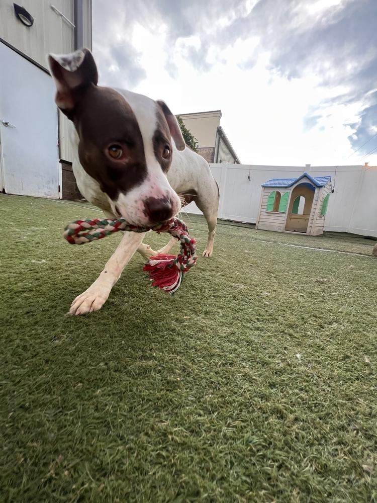 Enlarge Mia, a Adoptable mixed breed in Youngsville, NC image 3/6