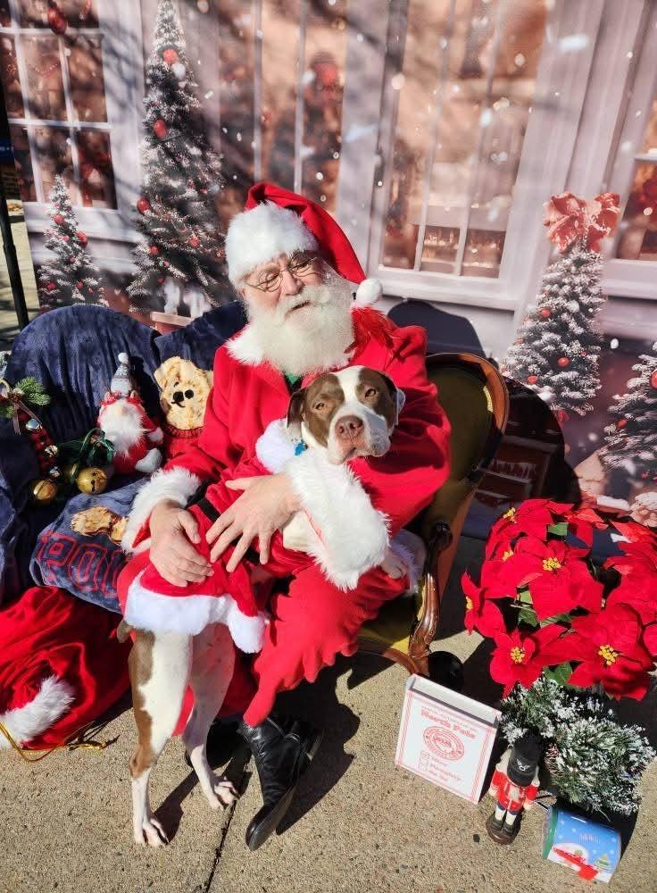 Enlarge Mia, a Adoptable mixed breed in Youngsville, NC image 4/6