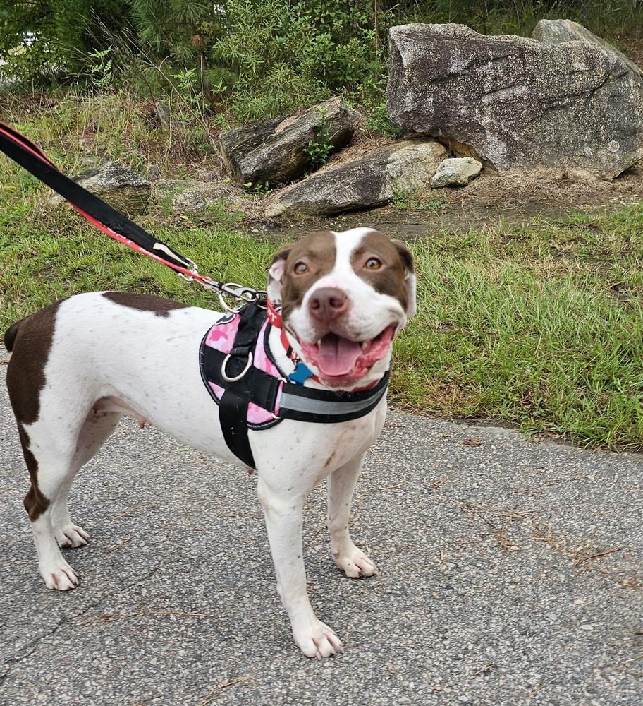 Enlarge Mia, a Adoptable mixed breed in Youngsville, NC image 5/6