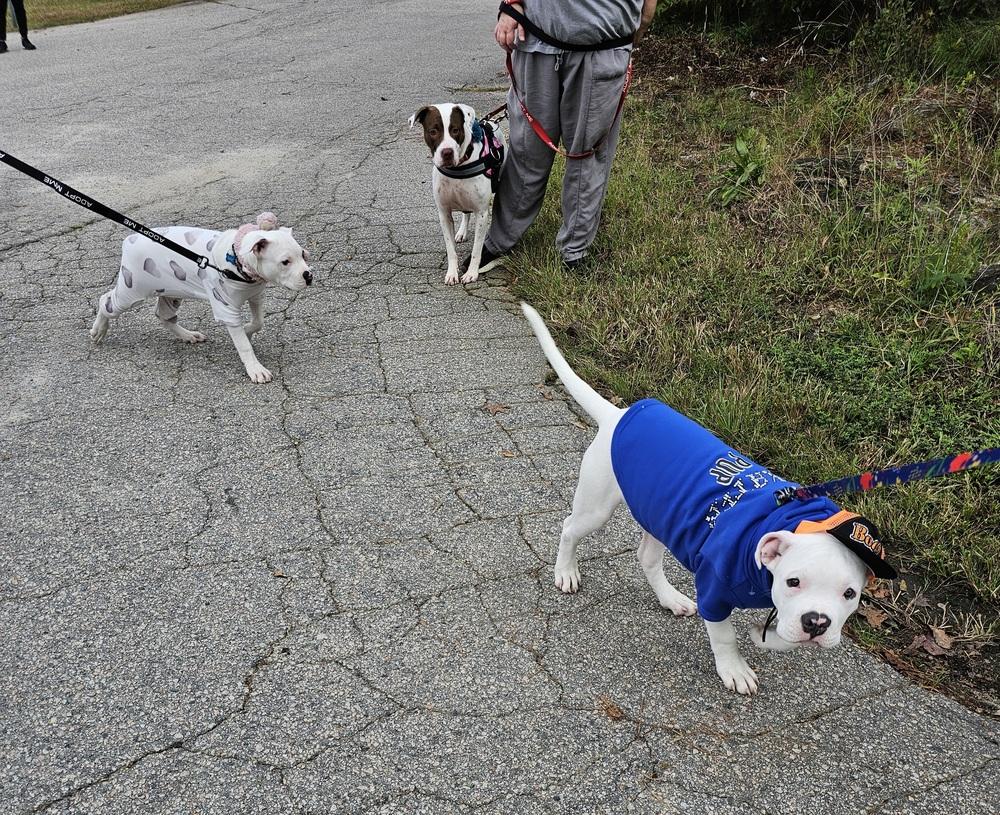 Enlarge Mia, a Adoptable mixed breed in Youngsville, NC image 6/6