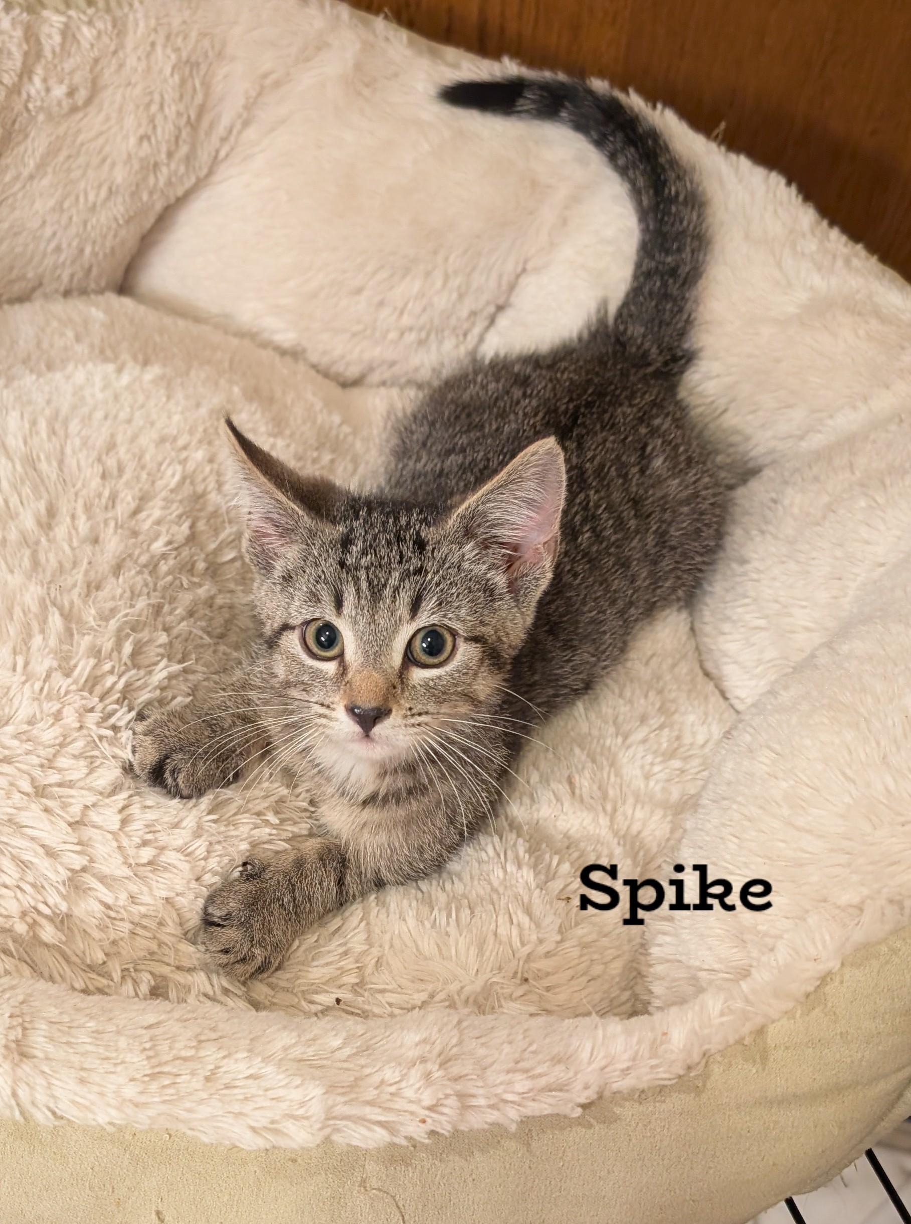 Enlarge Spike, a Adoptable Domestic Short Hair in Morgantown, WV image 1/1