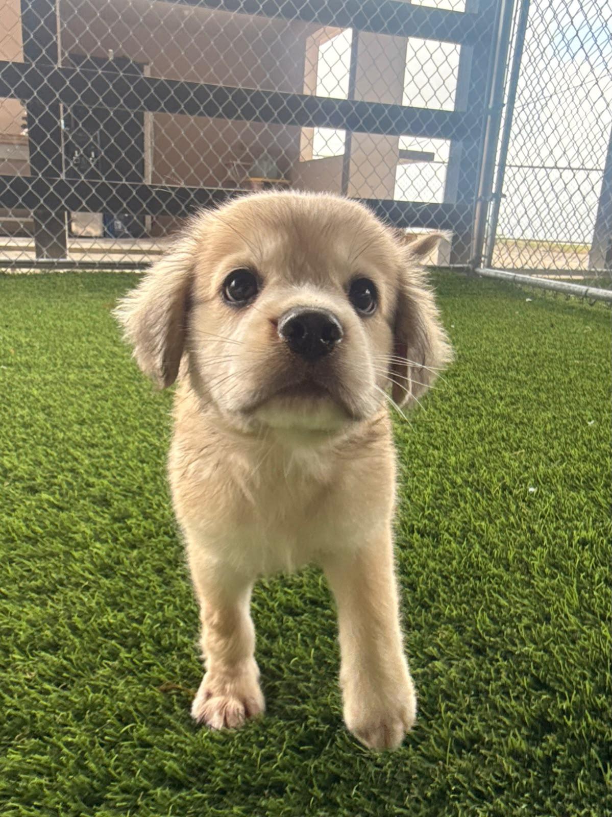 Enlarge Bellingham, a ADOPTABLE Mixed Breed in Morristown, NJ image 4/4