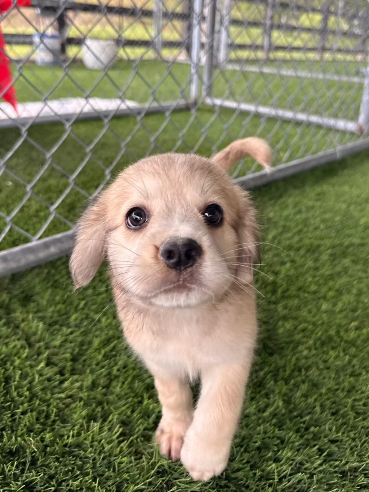 Enlarge Bellingham, a ADOPTABLE Mixed Breed in Morristown, NJ image 1/4