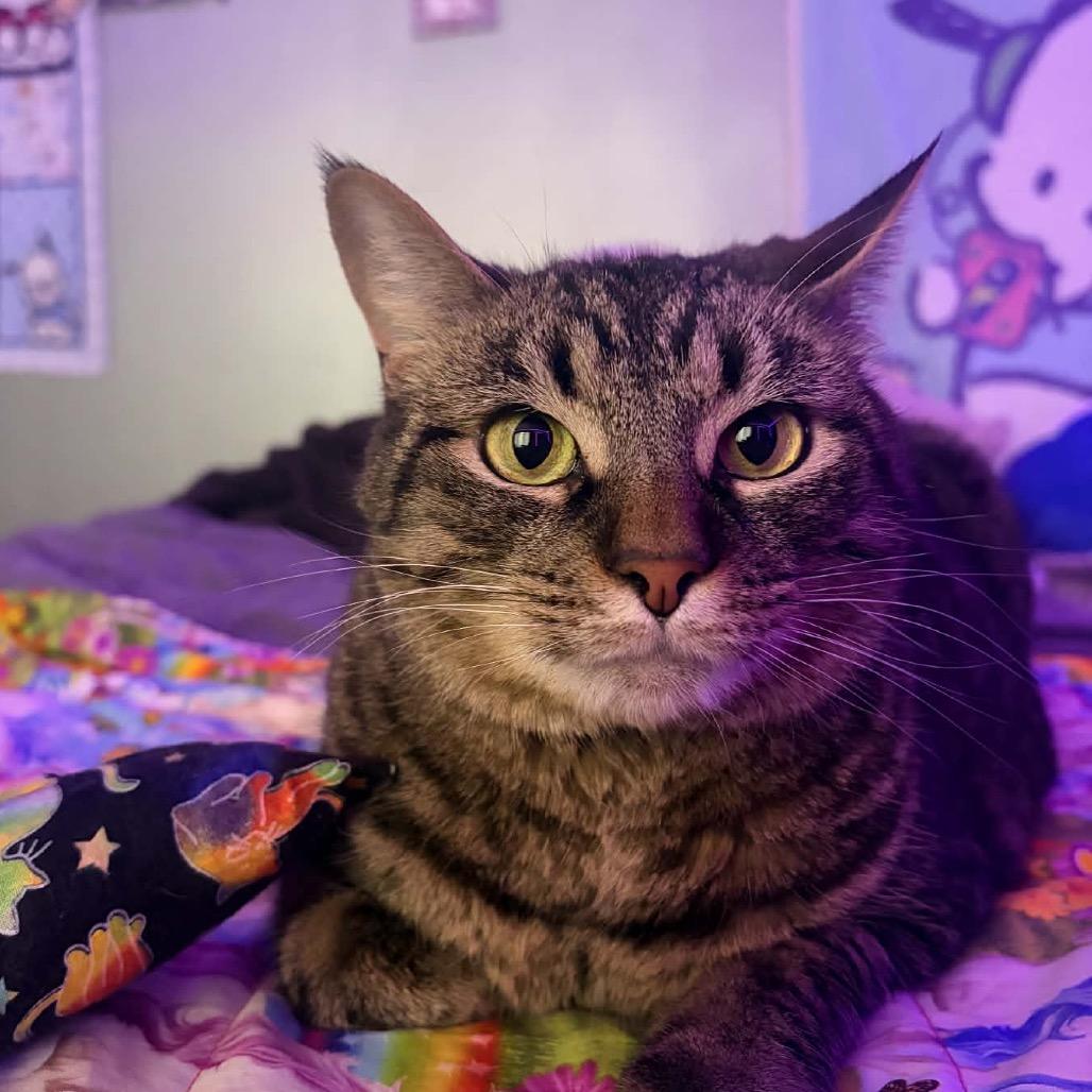 Rico, Adoptable, Adult Male Domestic Short Hair.