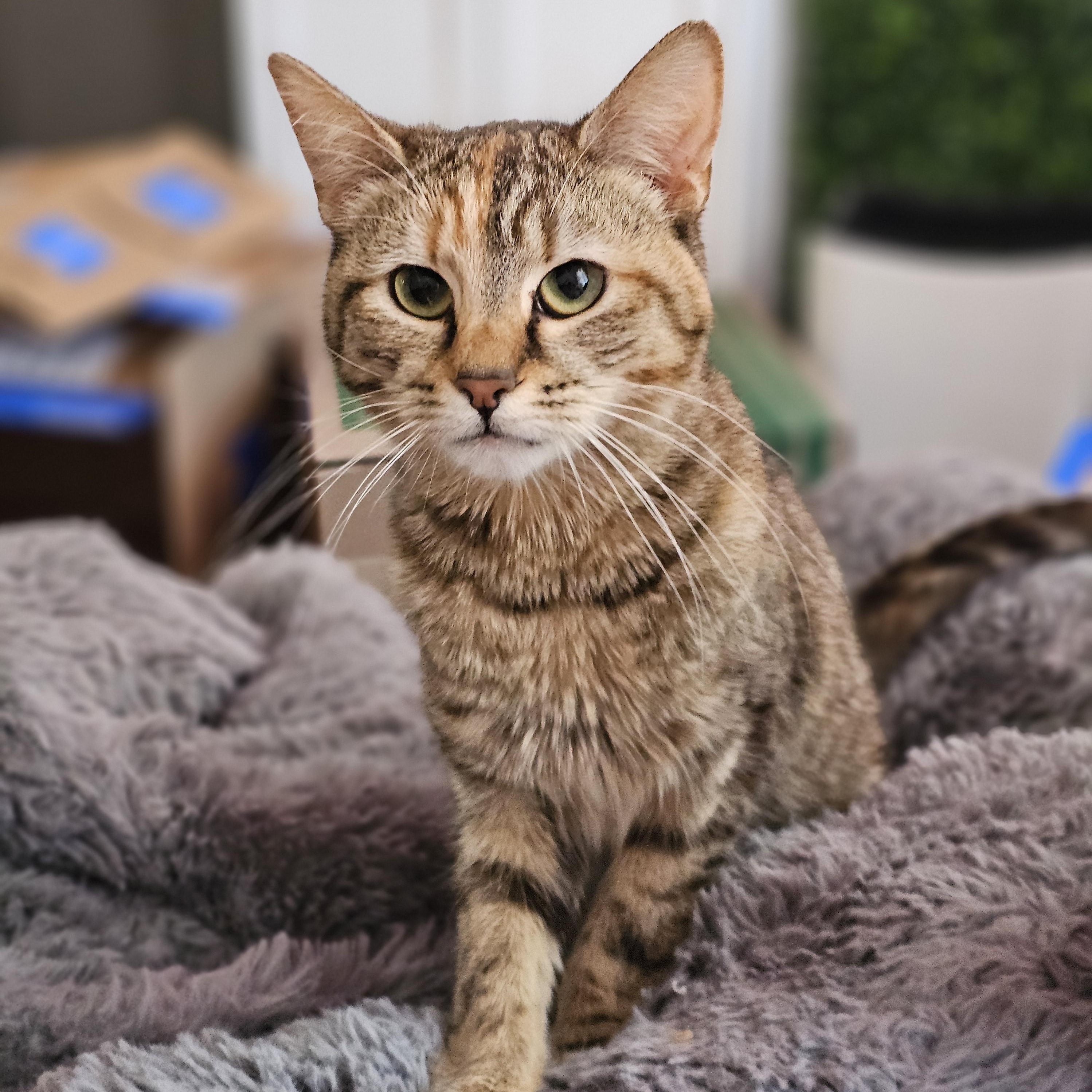Marley, Adoptable, Young Female Torbie.