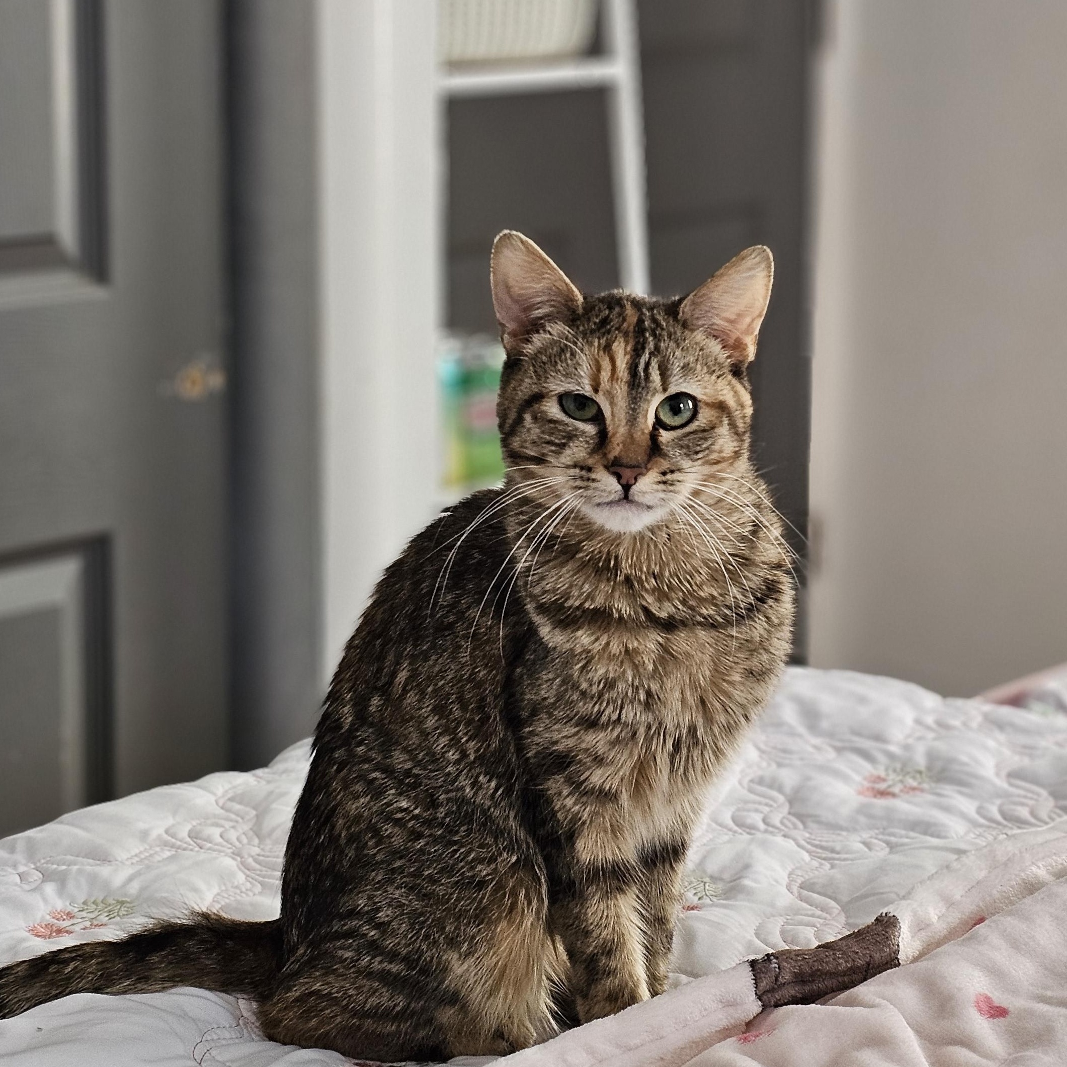 Enlarge Marley, a Adoptable Torbie in Philadelphia, PA image 3/4