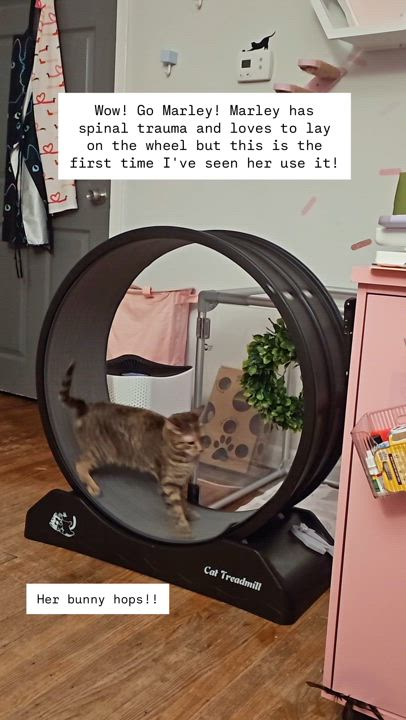 Enlarge Marley, a Adoptable Torbie in Philadelphia, PA video 4/4