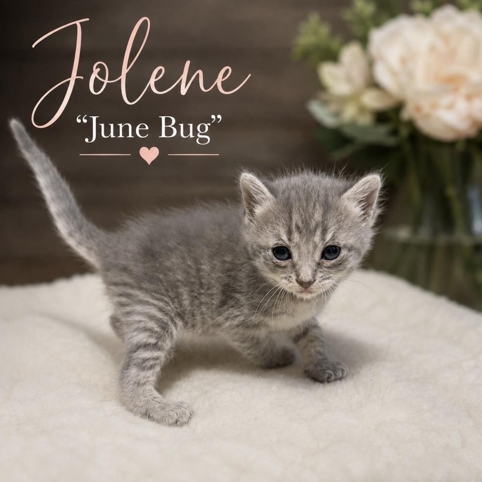 Enlarge Jolene "June Bug", a Adopted mixed breed in Concord, NC image 1/1