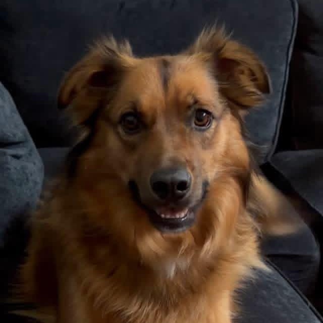 Lance, ADOPTABLE, Adult Male Australian Shepherd.