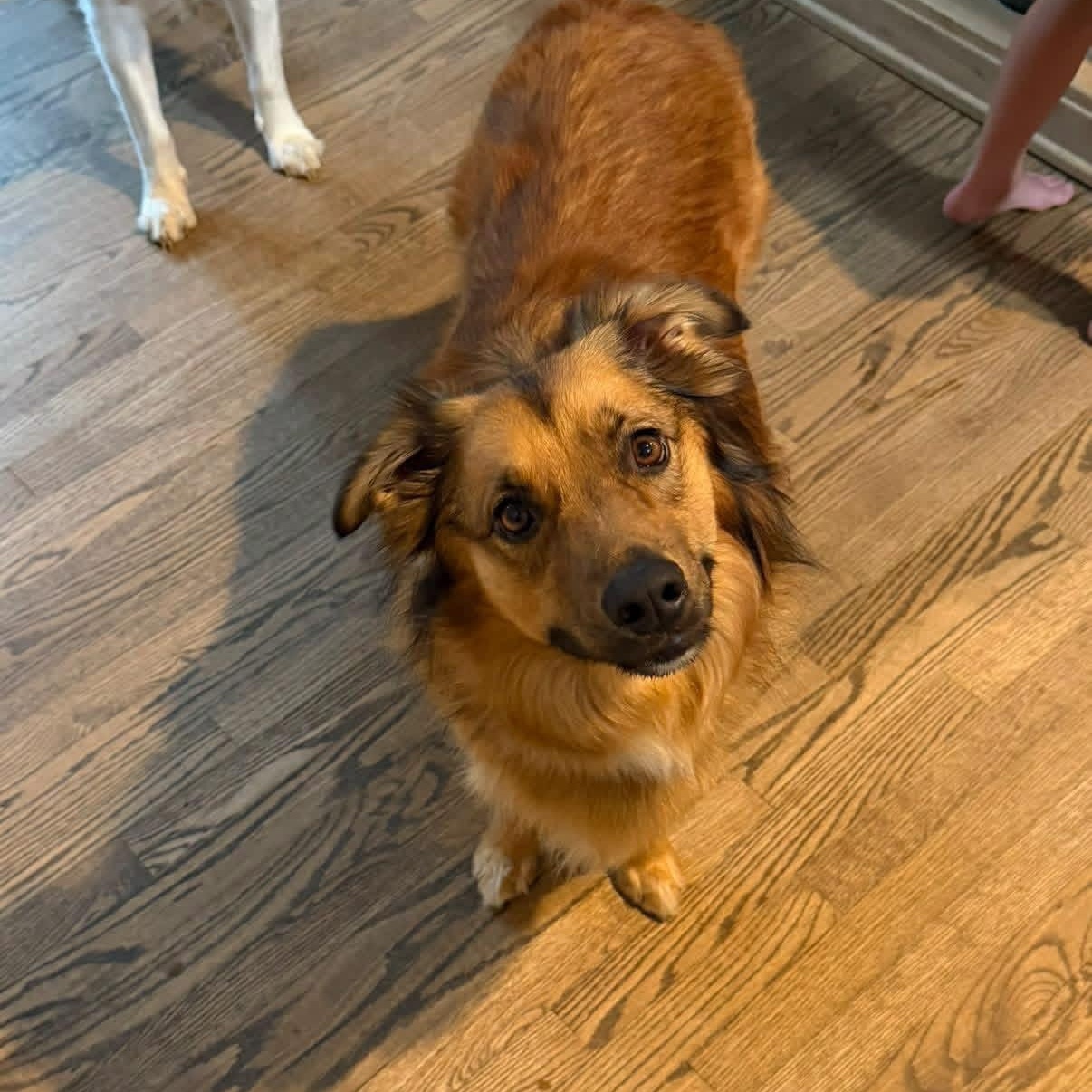Enlarge Lance, a ADOPTABLE mixed breed in Louisville, KY image 2/4