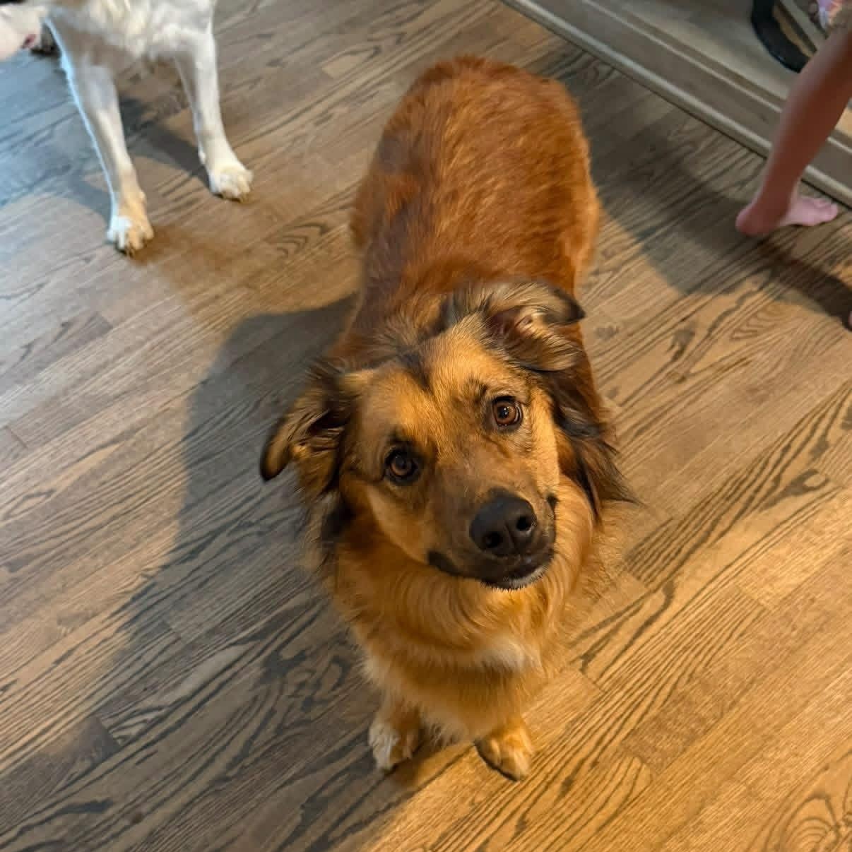 Enlarge Lance, a ADOPTABLE mixed breed in Louisville, KY image 2/4