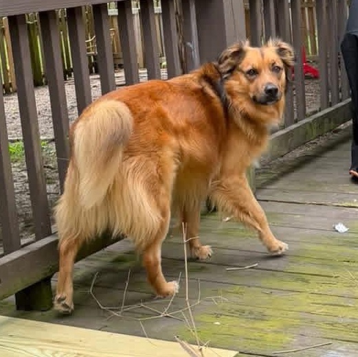 Enlarge Lance, a ADOPTABLE mixed breed in Louisville, KY image 4/4