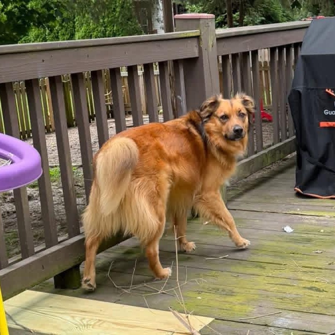 Enlarge Lance, a ADOPTABLE mixed breed in Louisville, KY image 4/4