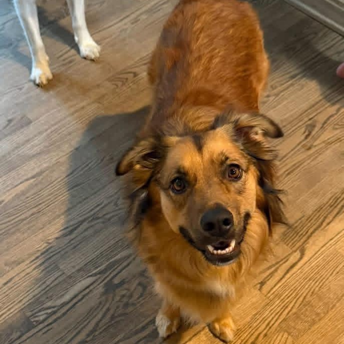 Enlarge Lance, a ADOPTABLE mixed breed in Louisville, KY image 3/4