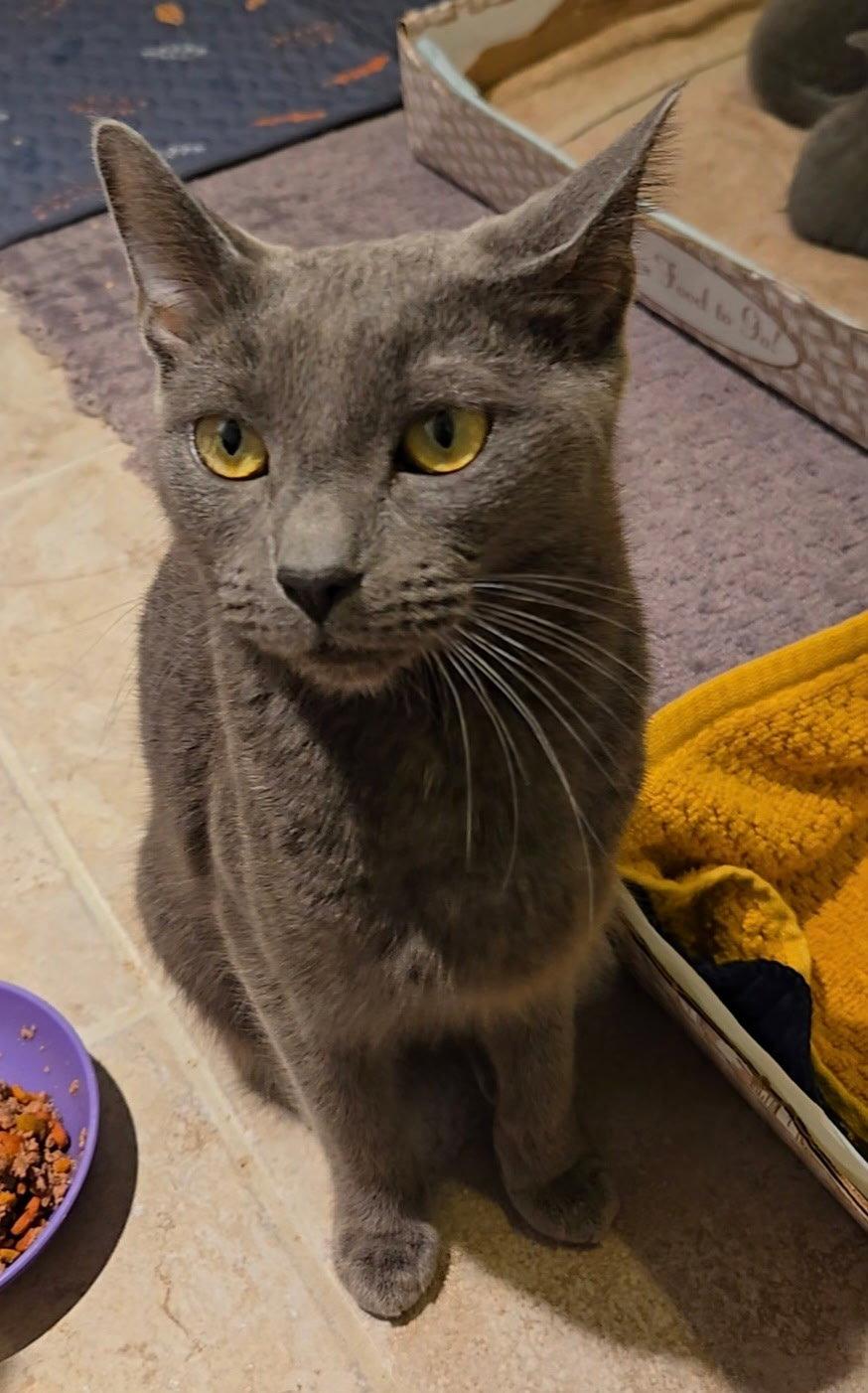 Gracie KPS, Adopted, Adult Female Domestic Short Hair.
