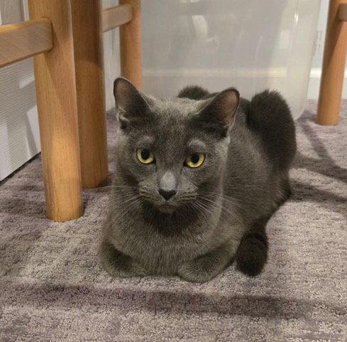 Gracie KPS, a Adopted Domestic Short Hair in Rockaway, NJ image 2/2