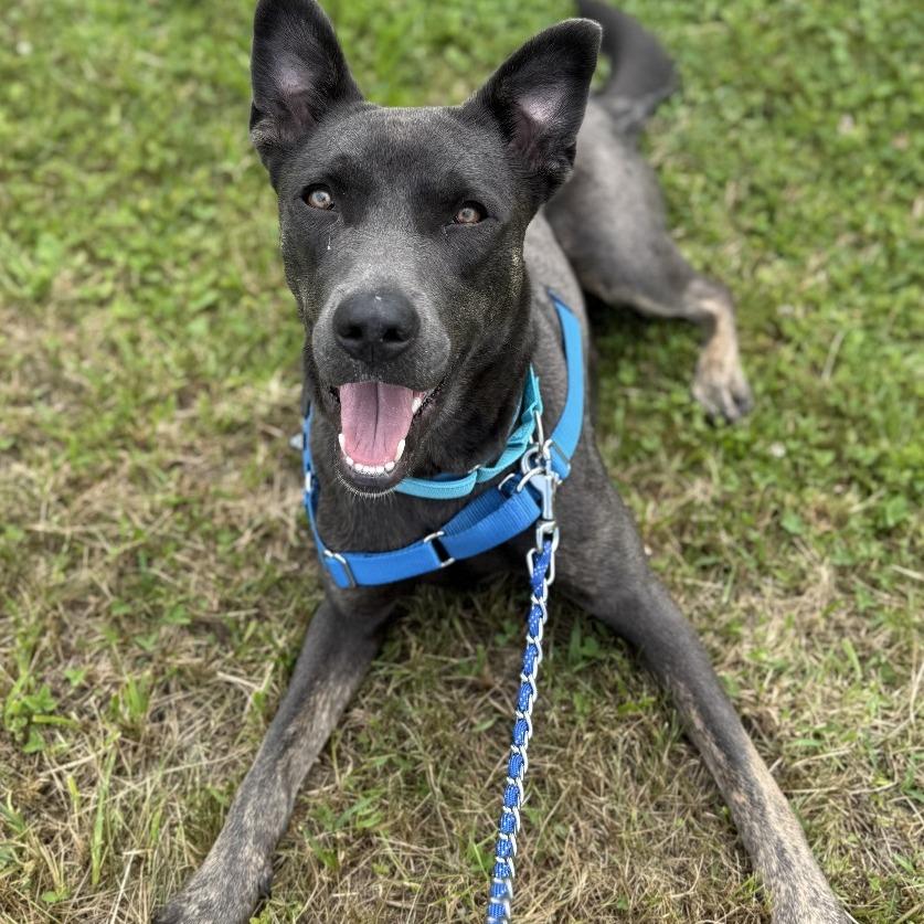 Enlarge Milly Noon, a Adoptable Mixed Breed in Dover, NH image 2/5