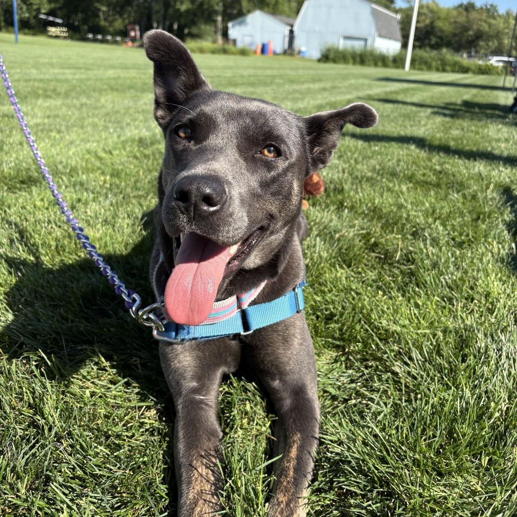 Milly Noon, a Adoptable Mixed Breed in Dover, NH image 4/6