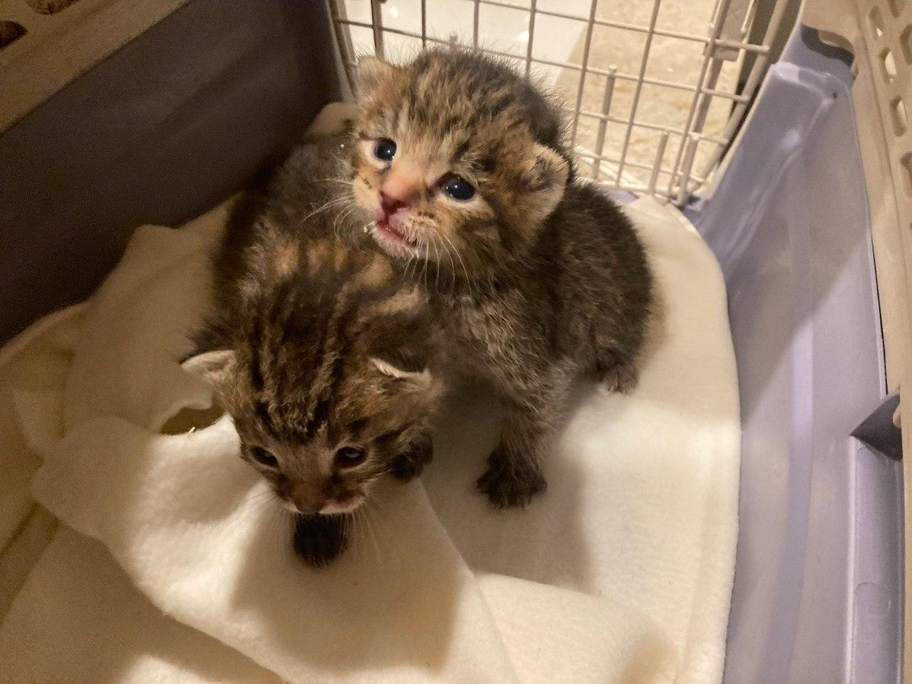 Enlarge KITTENS - Timmy, Tommy, Tilly, a Adopted Domestic Short Hair in Cincinnati, OH image 3/6