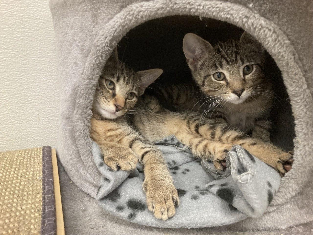 Enlarge KITTENS - Timmy, Tommy, Tilly, a Adopted Domestic Short Hair in Cincinnati, OH image 6/6