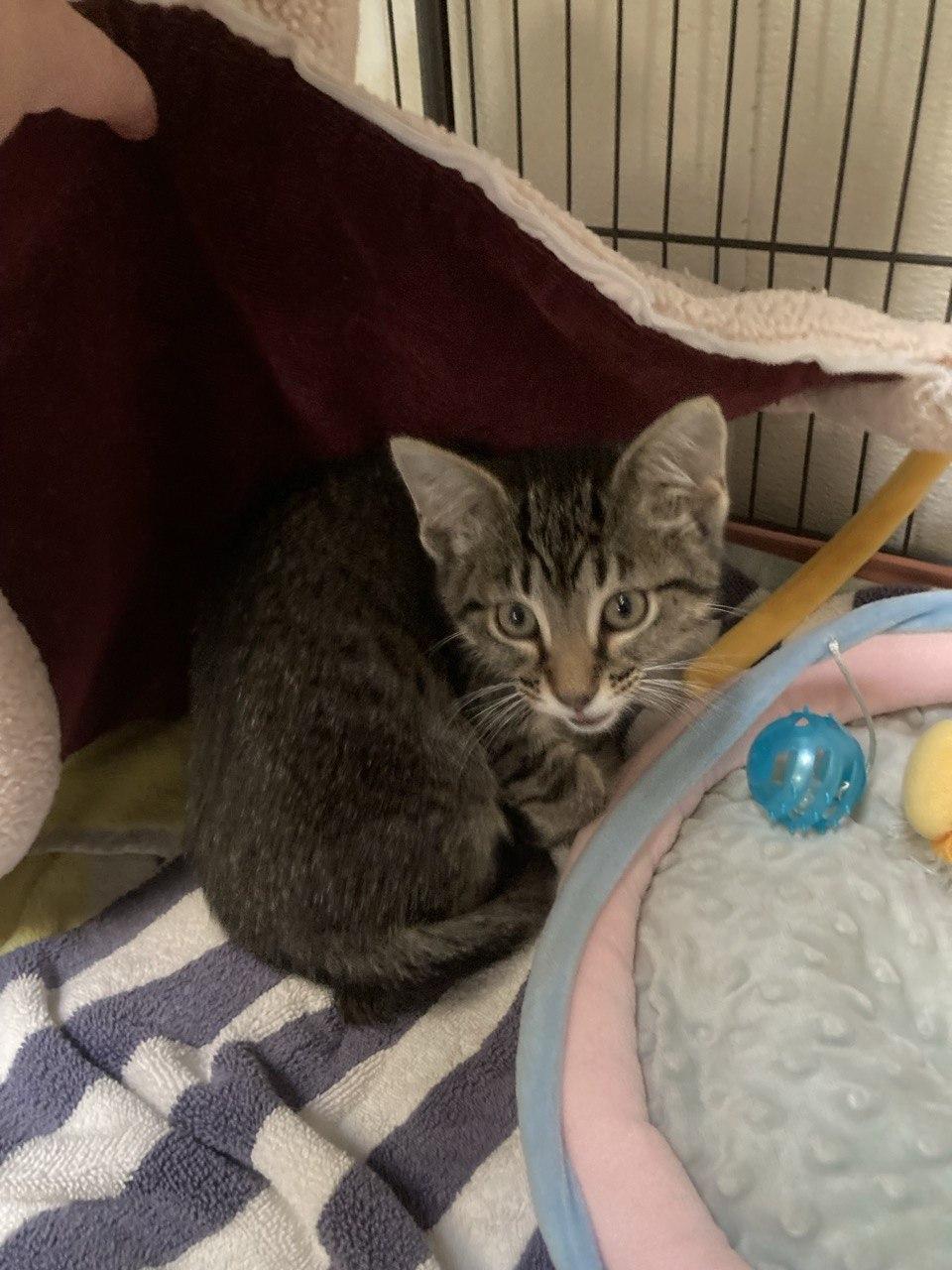 Enlarge KITTENS - Timmy, Tommy, Tilly, a Adopted Domestic Short Hair in Cincinnati, OH image 5/6