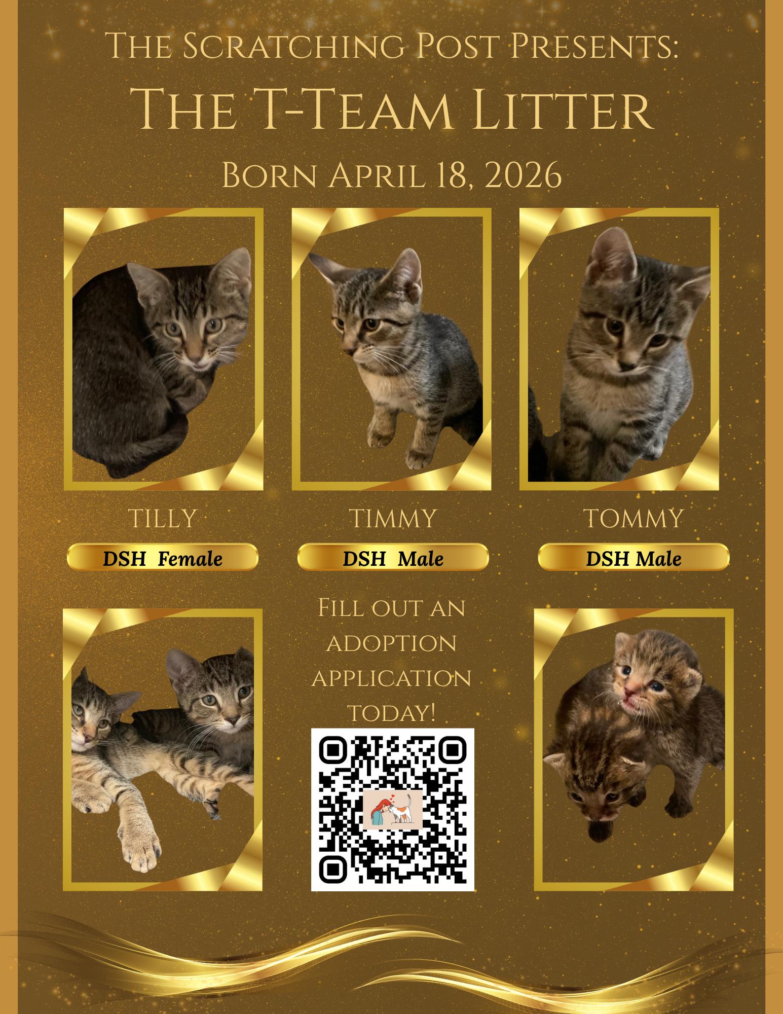 KITTENS - Timmy, Tommy, Tilly, Adopted, Kitten Male Domestic Short Hair.