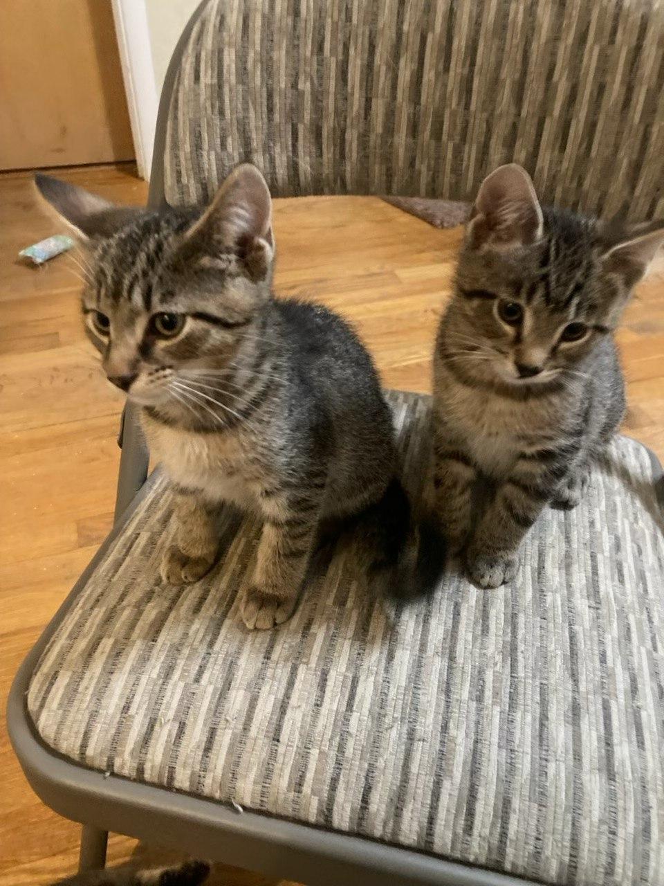 Enlarge KITTENS - Timmy, Tommy, Tilly, a Adopted Domestic Short Hair in Cincinnati, OH image 2/6