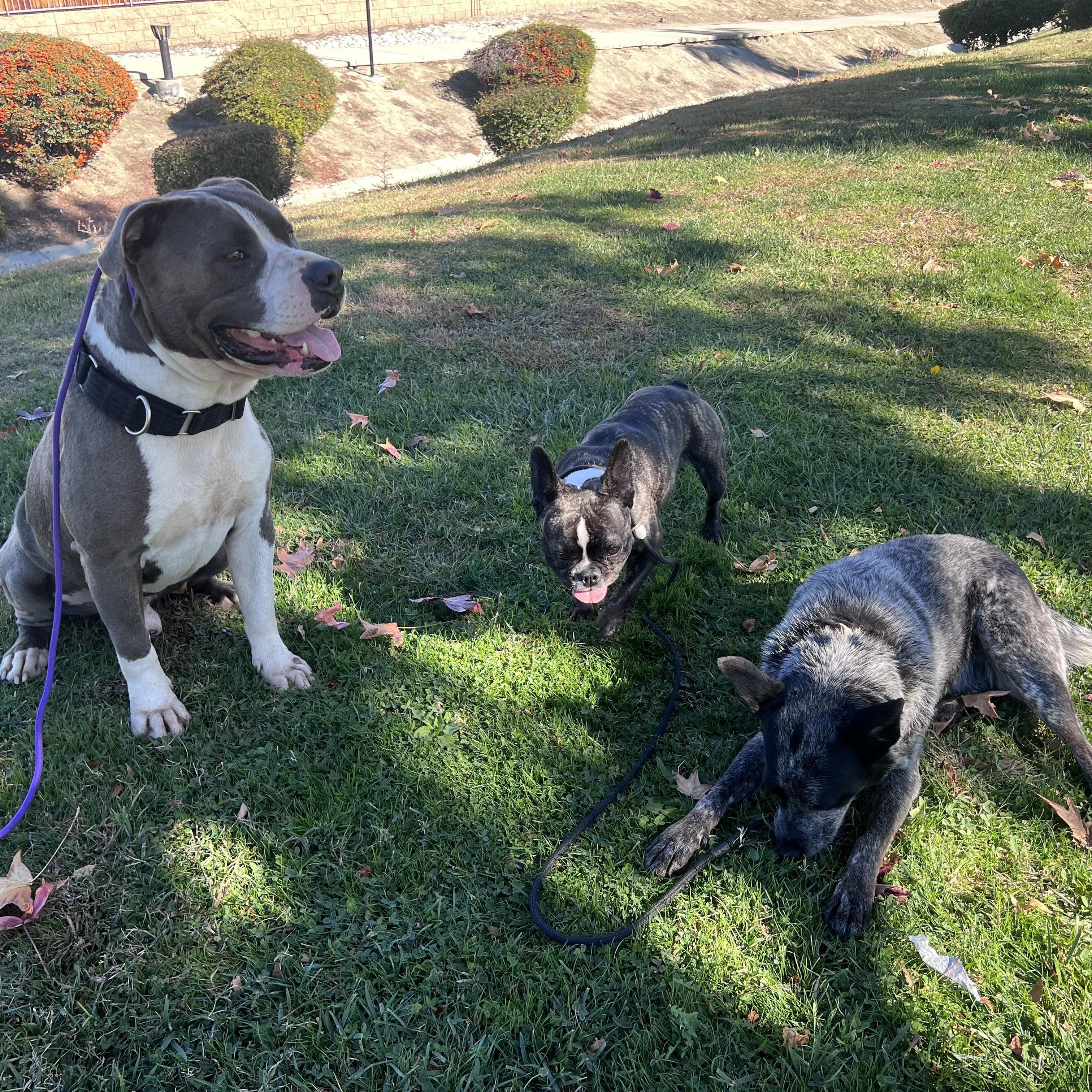 Enlarge CHANCE, a ADOPTABLE mixed breed in Portland , OR image 3/5