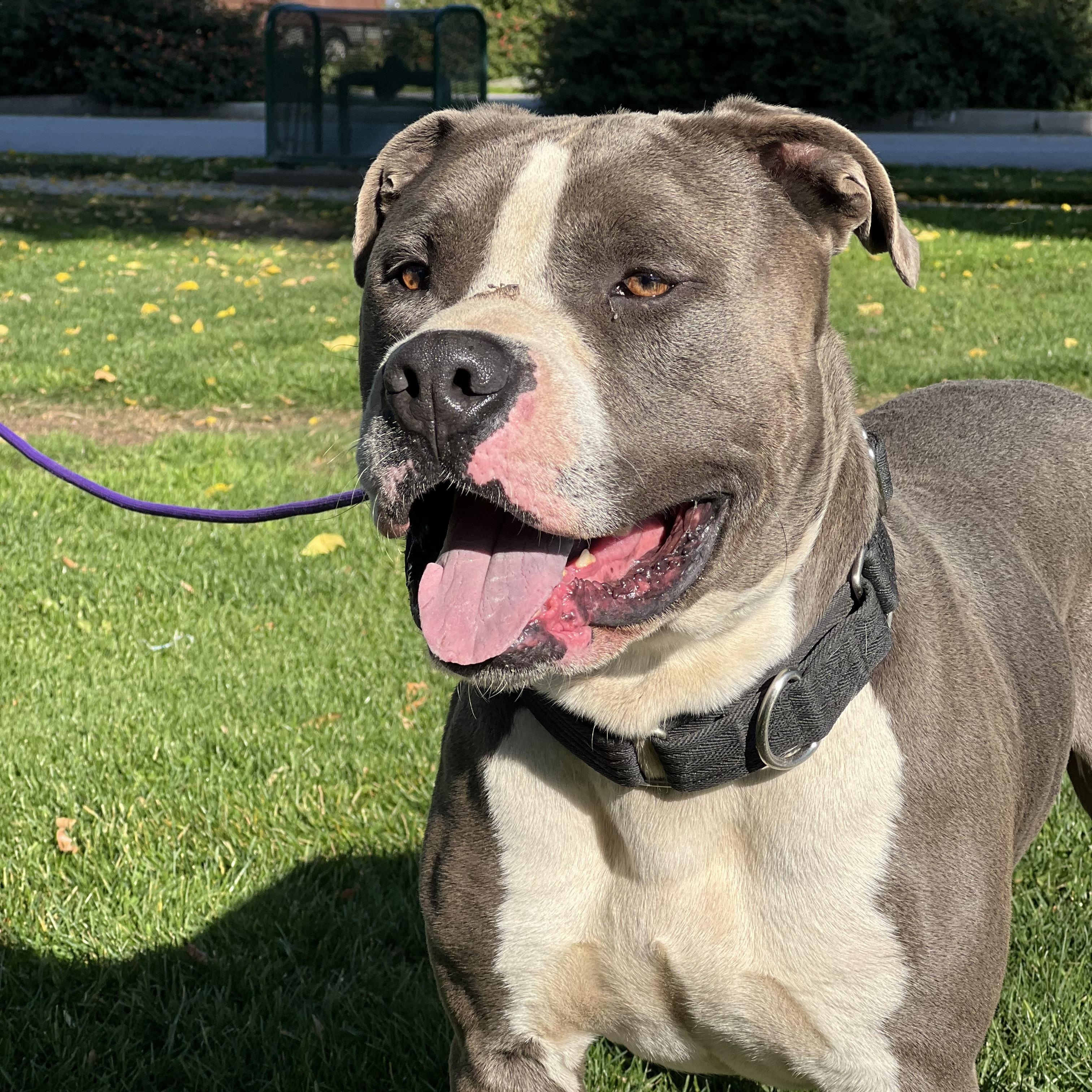 Enlarge CHANCE, a ADOPTABLE mixed breed in Portland , OR image 2/5